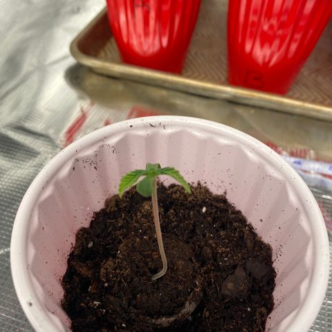H growlog photo