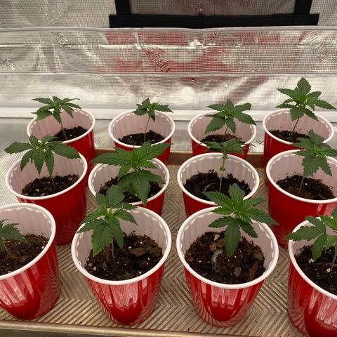 H growlog timeline photo