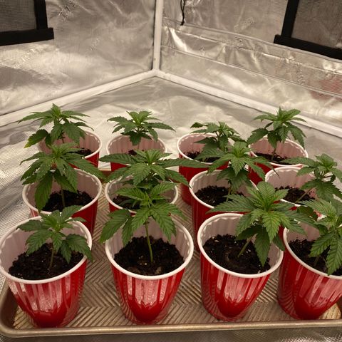 H growlog timeline photo