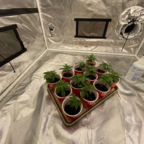 H growlog timeline photo