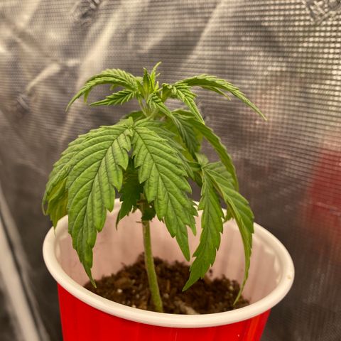 B growlog timeline photo
