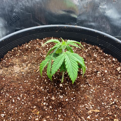 B growlog timeline photo