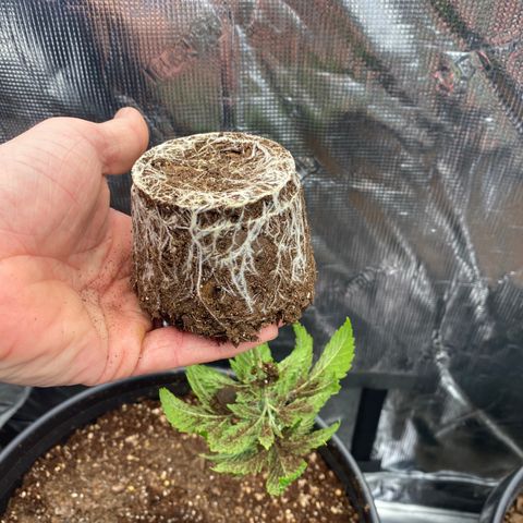 B growlog timeline photo