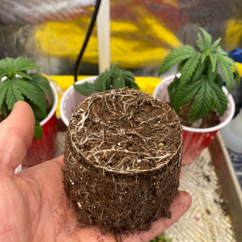 H growlog timeline photo