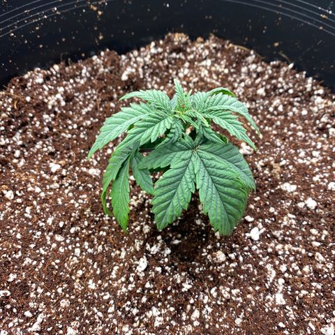 H growlog timeline photo