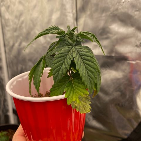 H growlog timeline photo