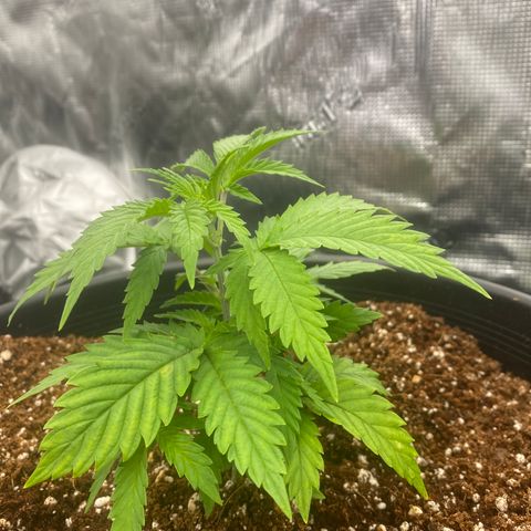 B growlog timeline photo