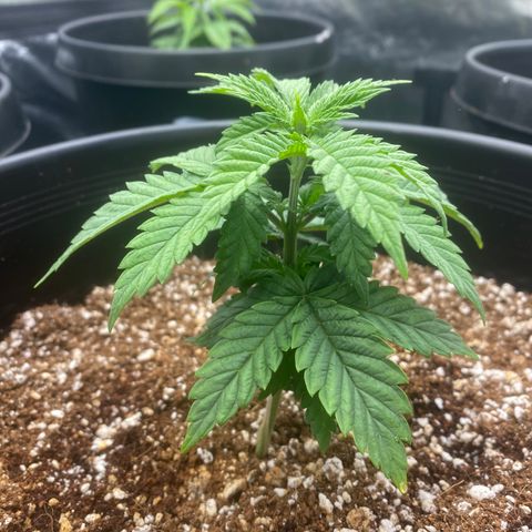 H growlog timeline photo