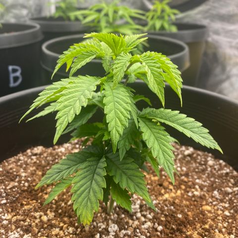 H growlog timeline photo