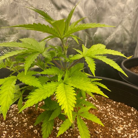 B growlog timeline photo