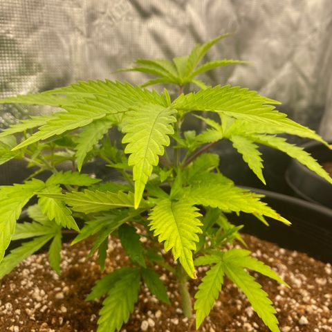 B growlog timeline photo