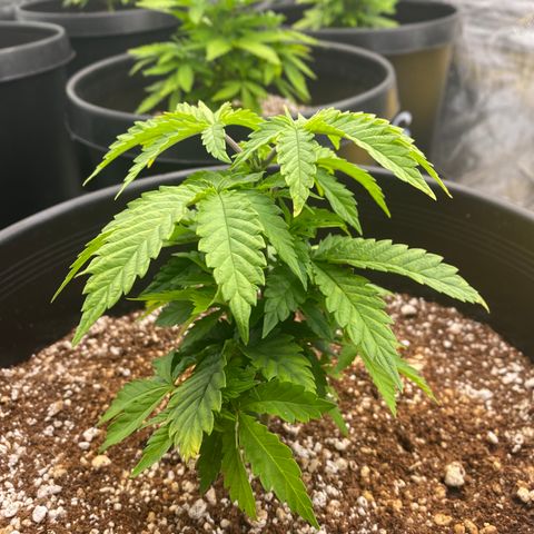 H growlog timeline photo