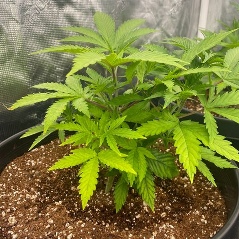 B growlog timeline photo