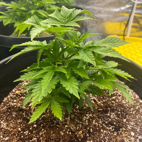 H growlog timeline photo