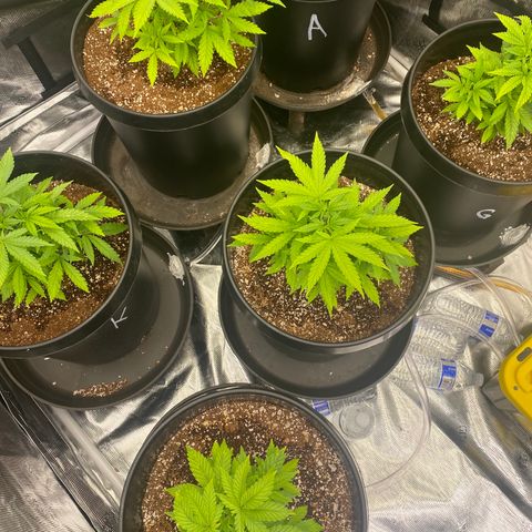 H growlog timeline photo