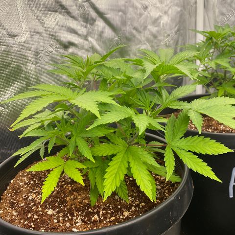 B growlog timeline photo