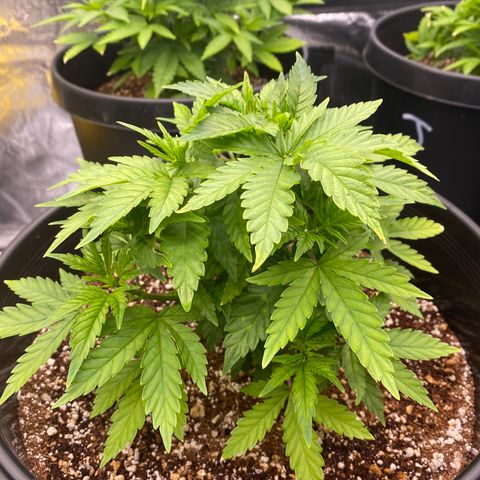 H growlog timeline photo