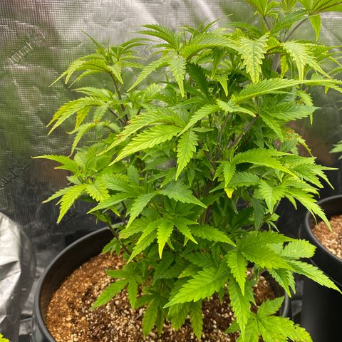 B growlog timeline photo