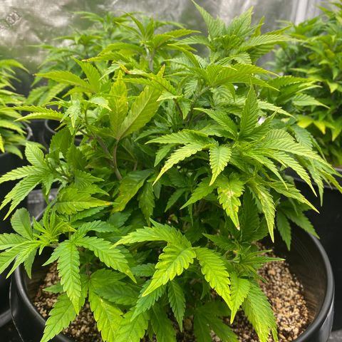 H growlog timeline photo