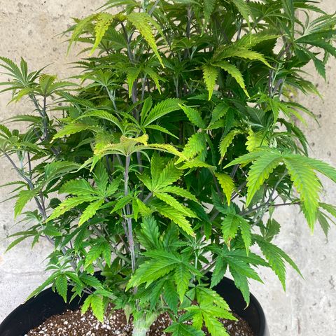 B growlog timeline photo