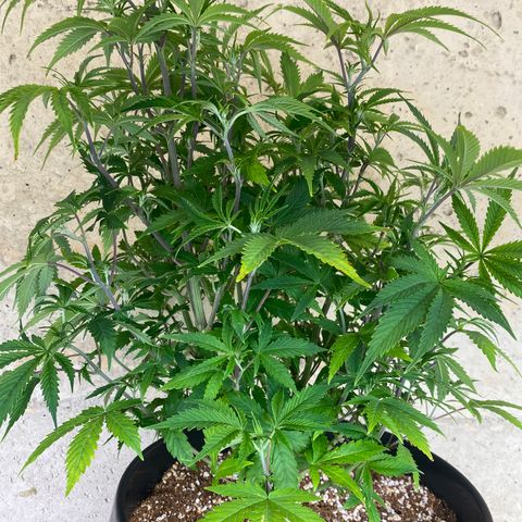 B growlog timeline photo
