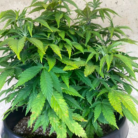 H growlog timeline photo