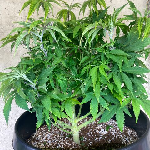 H growlog timeline photo