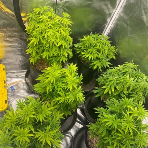 B growlog timeline photo
