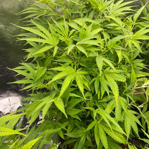 B growlog timeline photo
