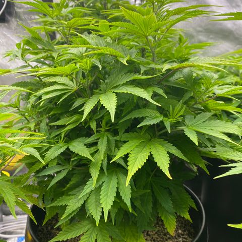 H growlog timeline photo