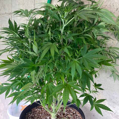 B growlog timeline photo
