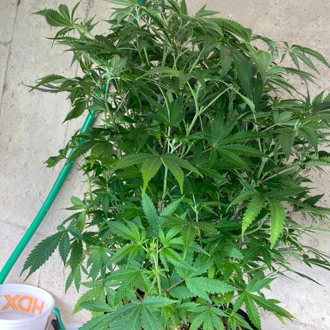 B growlog timeline photo