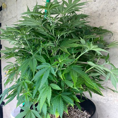 H growlog timeline photo
