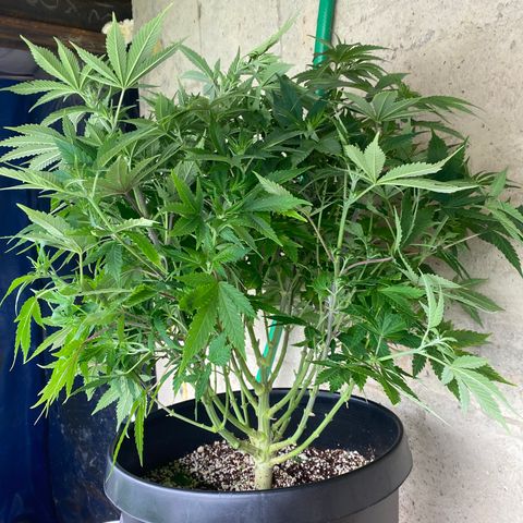 H growlog timeline photo