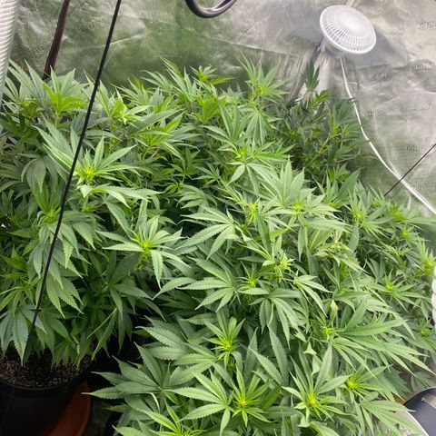 H growlog timeline photo