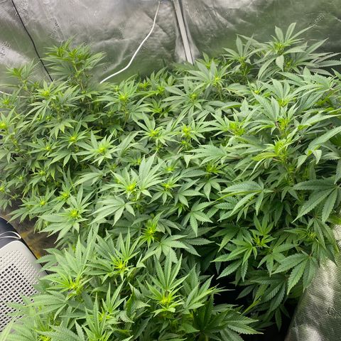H growlog timeline photo