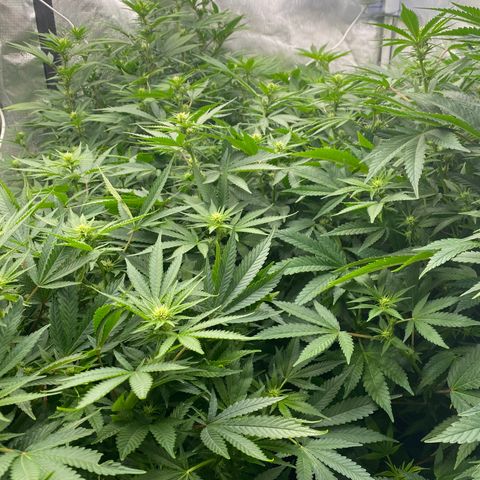 H growlog timeline photo