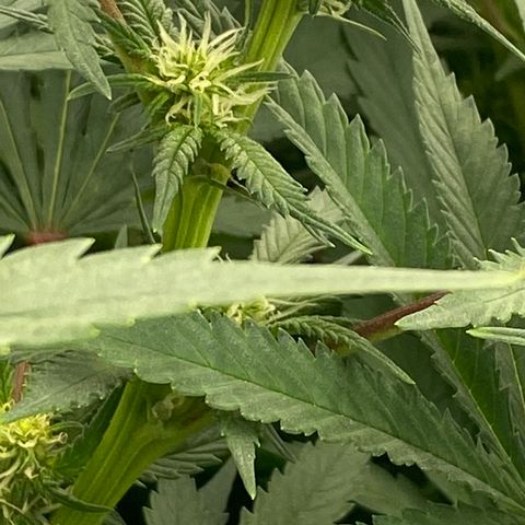 H growlog timeline photo