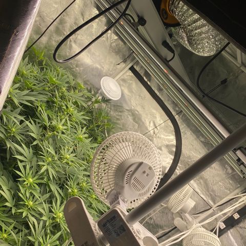 H growlog timeline photo