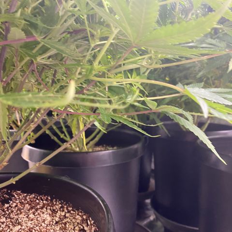 H growlog timeline photo