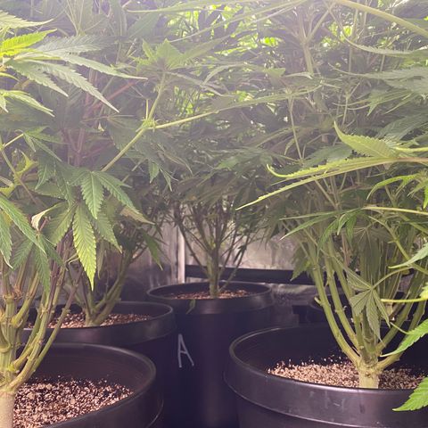 H growlog timeline photo
