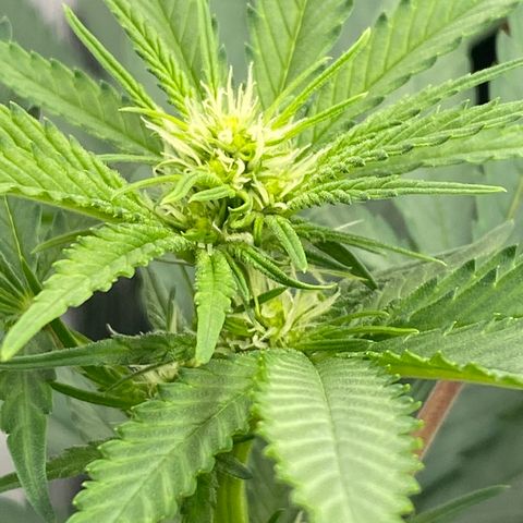 H growlog timeline photo