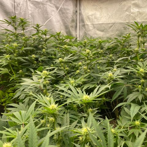 H growlog timeline photo