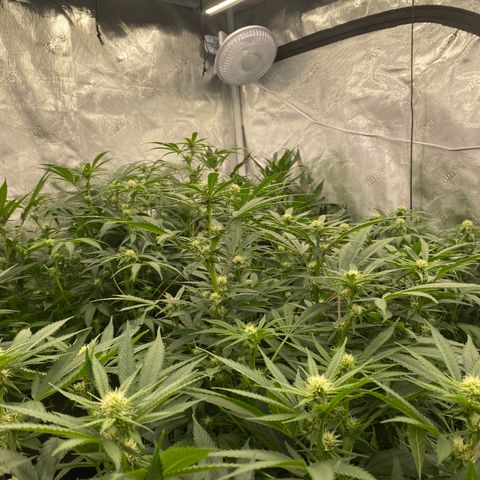 H growlog timeline photo