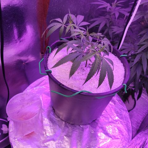 Happy Jack growlog photo: Transplant