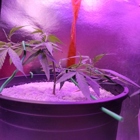 Happy Jack growlog photo: LST