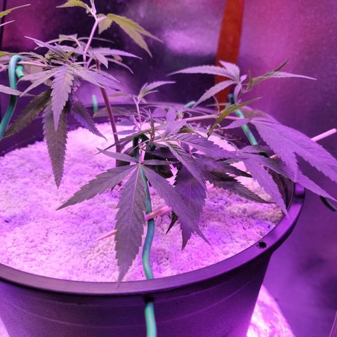 Happy Jack growlog photo: LST