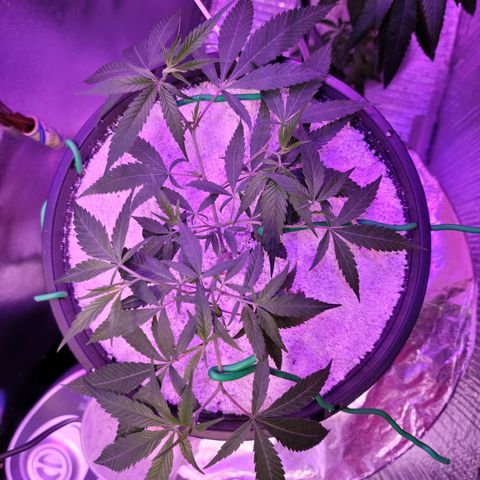 Happy Jack growlog photo: LST
