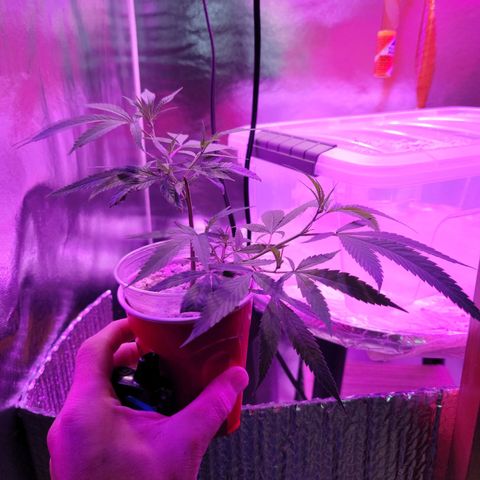 Happy Jack growlog timeline photo