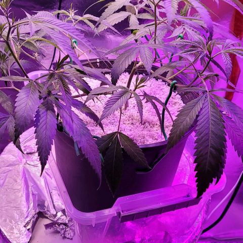 Happy Jack growlog timeline photo